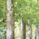 Ghedi Avenue of Trees Framed Canvas — SantoLusso®