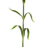 Ghedi Faux Stem Statement Bloom Green 12pk — SantoLusso®