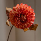 Ghedi Faux Stem Dahlia Orange 6pk — SantoLusso®