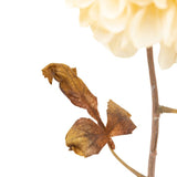 Ghedi Faux Stem Dahlia Ivory 6pk — SantoLusso®