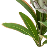 Ghedi Faux Stem Statement Tropical Green 12pk — SantoLusso®