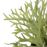 Ghedi Faux Playycerium in Ceramic Pot — SantoLusso®