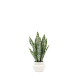 Ghedi Faux Snake Plant in Ceramic Pot — SantoLusso®
