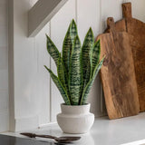 Ghedi Faux Snake Plant in Ceramic Pot — SantoLusso®