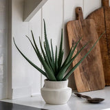 Ghedi Faux Aloe Vera in Ceramic Pot — SantoLusso®