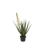 Ghedi Aloe Potted Plant with White Flower — SantoLusso®