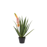 Ghedi Aloe Potted Plant with Orange Flower — SantoLusso®