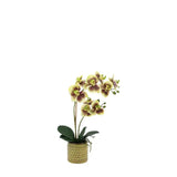 Ghedi Orchid Multicolour in Moss Ceramic Dot Pot — SantoLusso®