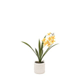 Ghedi Orchid Orange in White Ceramic Dot Pot — SantoLusso®