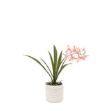 Ghedi Orchid Pink in White Ceramic Dot Pot — SantoLusso®