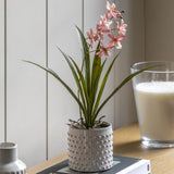 Ghedi Orchid Pink in White Ceramic Dot Pot — SantoLusso®