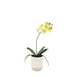 Ghedi Orchid Cream in Ribbed White Ceramic Pot Small — SantoLusso®