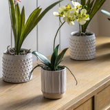 Ghedi Orchid Cream in Ribbed White Ceramic Pot Small — SantoLusso®