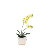 Ghedi Orchid Cream in Ribbed White Ceramic Pot Large — SantoLusso®