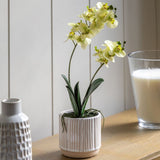 Ghedi Orchid Cream in Ribbed White Ceramic Pot Large — SantoLusso®