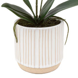 Ghedi Orchid Cream in Ribbed White Ceramic Pot Large — SantoLusso®