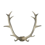 Ghedi Bjorn Antler Wall Art White — SantoLusso®