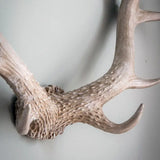 Ghedi Bjorn Antler Wall Art White — SantoLusso®