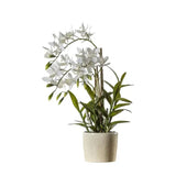 Ghedi Orchid Cycnoches — SantoLusso®