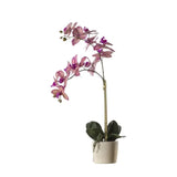 Ghedi Orchid Pink with Ceramic Pot — SantoLusso®