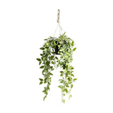 Ghedi Hanging Scindapsus Small — SantoLusso®