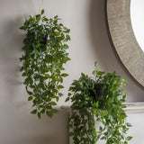 Ghedi Hanging Scindapsus Small — SantoLusso®