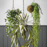Ghedi Hanging Scindapsus Small — SantoLusso®