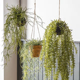 Ghedi Hanging Cactus Horsetail — SantoLusso®