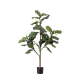 Ghedi Fiddle Tree with 39 Leaves — SantoLusso®