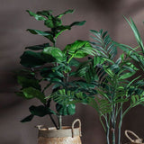 Ghedi Fiddle Tree with 39 Leaves — SantoLusso®