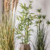 Ghedi Bamboo with 330 Leaves — SantoLusso®