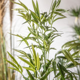 Ghedi Bamboo with 330 Leaves — SantoLusso®
