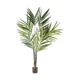 Ghedi Kentia Palm Tree — SantoLusso®