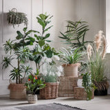 Ghedi Kentia Palm Tree — SantoLusso®