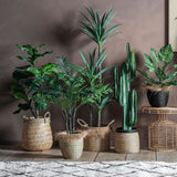 Ghedi Areca Palm Tree Small — SantoLusso®