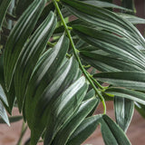 Ghedi Areca Palm Tree Large — SantoLusso®