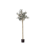 Ghedi Olive Tree Medium — SantoLusso®