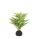Ghedi Lady Fern in Soil Green — SantoLusso®