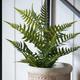 Ghedi Lady Fern in Soil Green — SantoLusso®