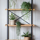 Ghedi Lady Fern in Soil Green — SantoLusso®