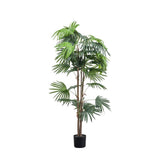 Ghedi Chinese Fan Palm Large — SantoLusso®