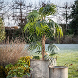 Ghedi Chinese Fan Palm Large — SantoLusso®