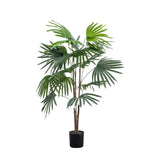 Ghedi Chinese Fan Palm Small — SantoLusso®