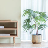 Ghedi Chinese Fan Palm Small — SantoLusso®