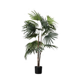 Ghedi Chinese Fan Palm Small — SantoLusso®