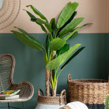 Ghedi Banana Palm Large — SantoLusso®