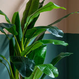 Ghedi Banana Palm Large — SantoLusso®