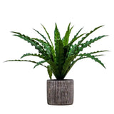 Ghedi Potted Asplenium Fern — SantoLusso®