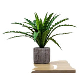 Ghedi Potted Asplenium Fern — SantoLusso®