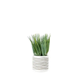 Ghedi Grass in Wavy Pot Small (2pk) — SantoLusso®